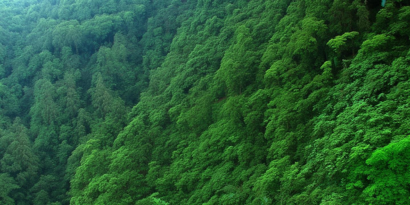 秦巴山区农户喜领“绿色存折”,退耕还林补助翻倍助力生态保护